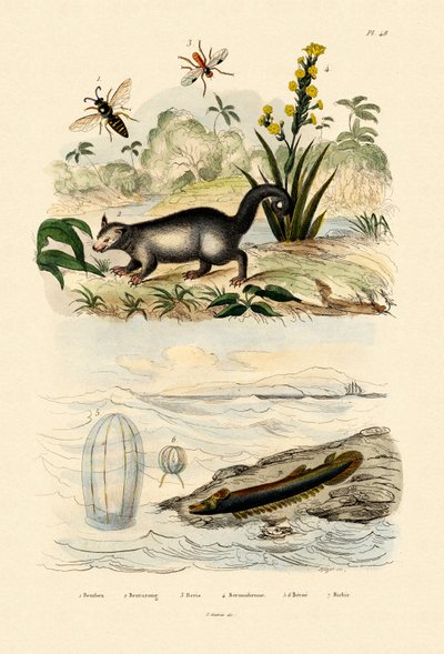 Avispa, 1833-39 de French School
